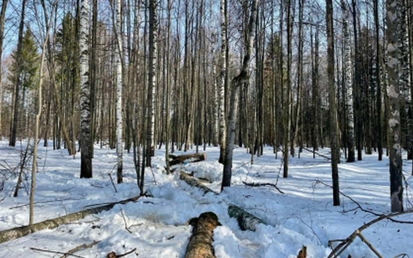 Упавшее дерево убило лесоруба в Удмуртии