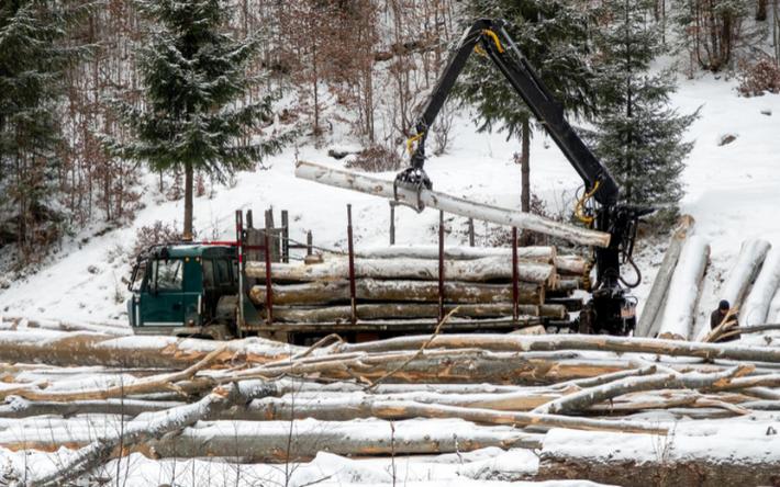 Жителя Ижевска осудят за контрабанду леса на 1,4 млрд рублей