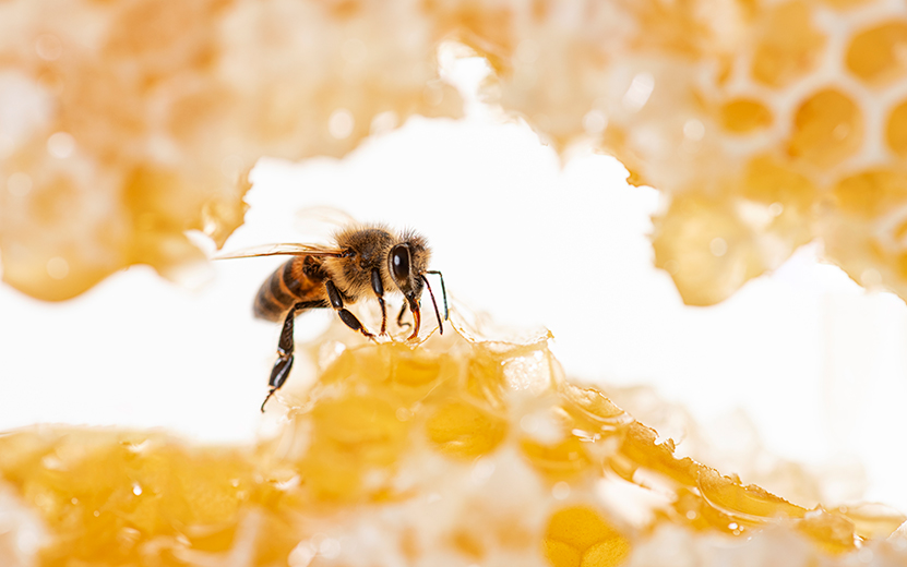 bee-eating-honey-with-its-tongue-view-through-pie-2023-11-27-05-02-48-utc (1).jpg