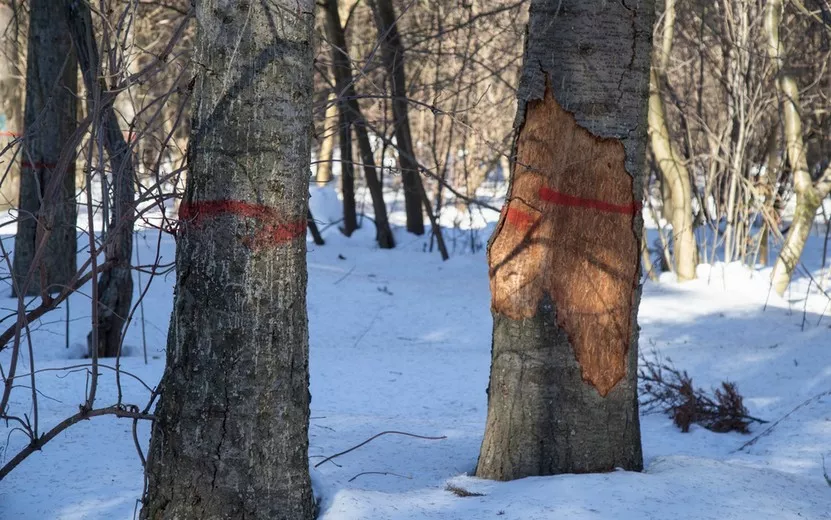 Около 250 деревьев вырубят в Тимирязевском лесу Ижевска