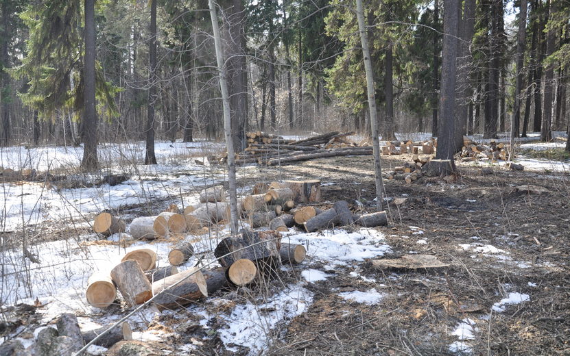 Четырех жителей Удмуртии осудили за незаконную вырубку леса