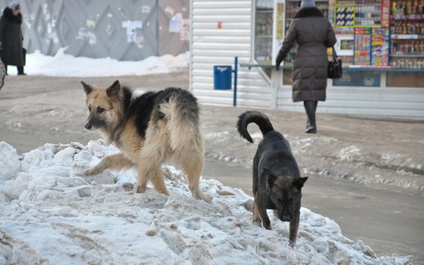 Мэрия Ижевска нашла подрядчика для отлова бездомных животных