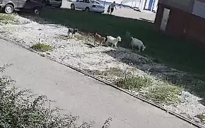 Фотофакт: козы – захватчицы газонов в Удмуртии взволновали пользователей соцсетей