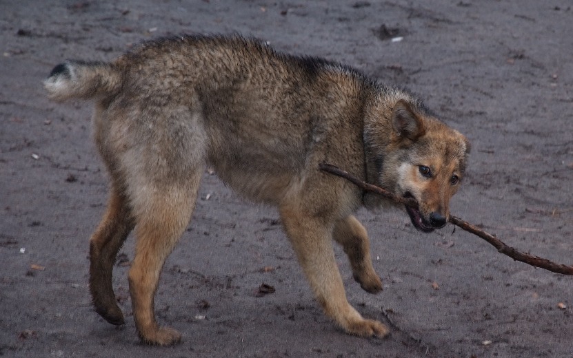 Два случая бешенства у животных выявили в Удмуртии во второй декаде марта