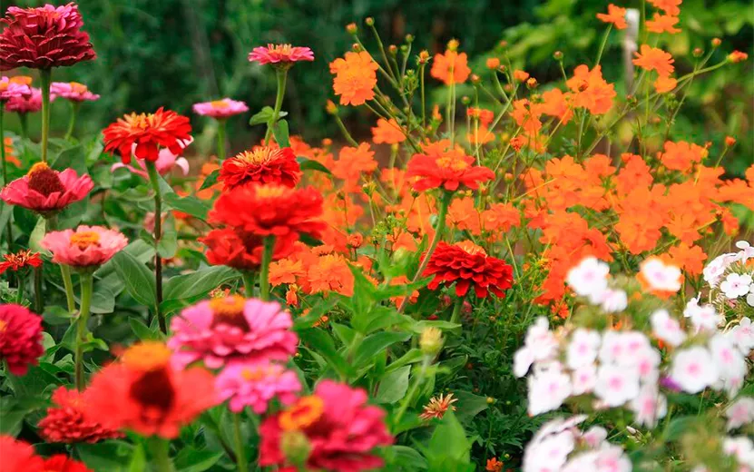 Идеи для летнего букета на вашей даче: рассаду каких цветов посадить в апреле