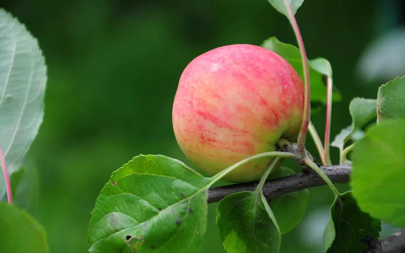 Яблони и груши незаконно продавали через интернет в Удмуртии
